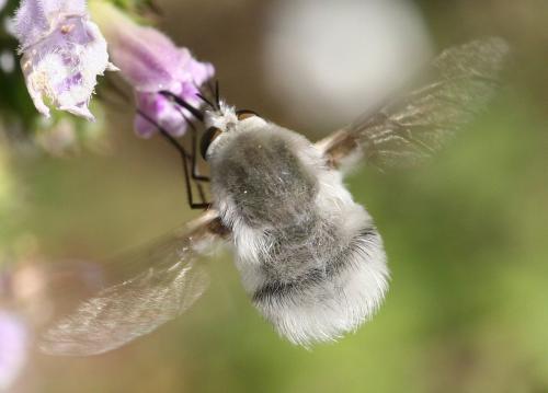 Bombylius niveus
